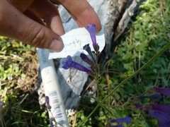 Penstemon gracilentus