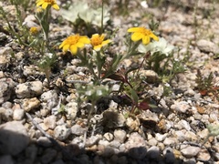 Eriophyllum wallacei