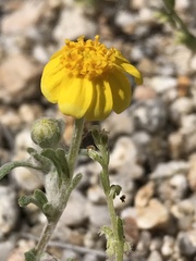 Eriophyllum wallacei