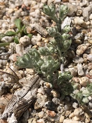 Logfia filaginoides