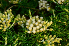 Ozothamnus turbinatus