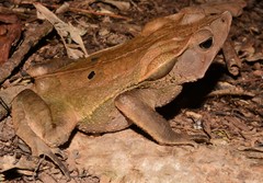 Rhinella dapsilis
