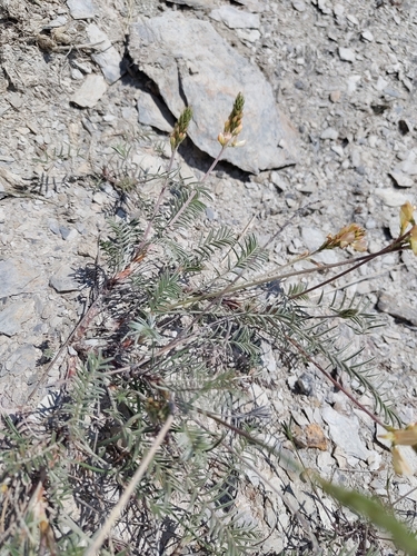 Onobrychis saxatilis