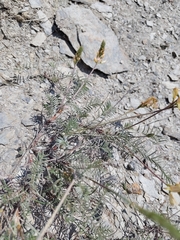 Onobrychis saxatilis