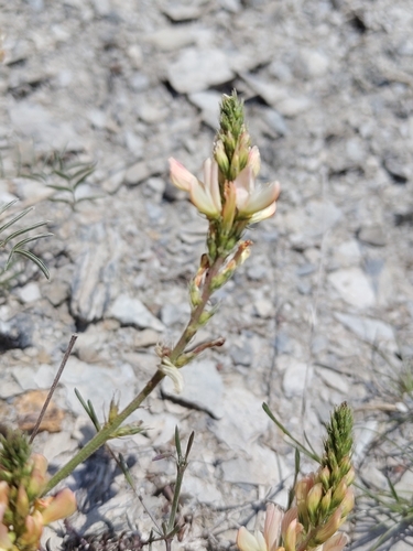 Onobrychis saxatilis, photograph 2