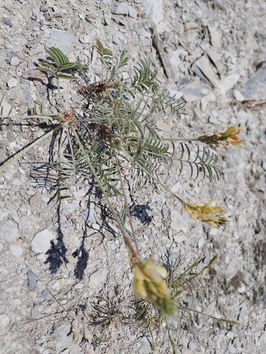 Onobrychis saxatilis, photograph 3