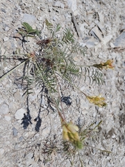 (c) Roland Godon, some rights reserved (CC BY) Onobrychis saxatilis, photograph (c) Roland Godon, some rights reserved (CC BY)