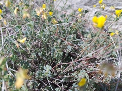 Coronilla minima