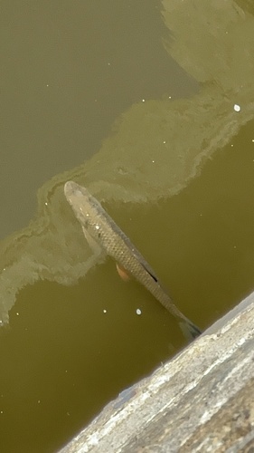 European chub