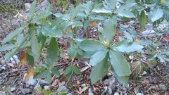 Quercus rysophylla