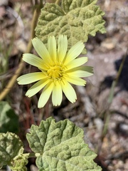 Anisocoma acaulis