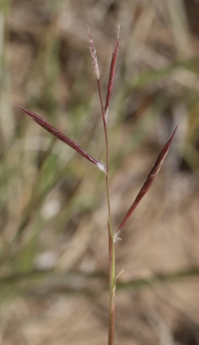 Black Grama