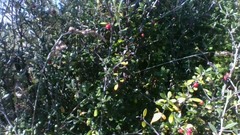Corokia cotoneaster
