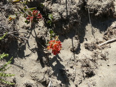 Castilleja latifolia