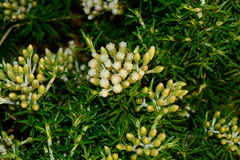 Ozothamnus turbinatus