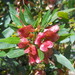 Dodonaea viscosa - Photo (c) san_tiago, μερικά δικαιώματα διατηρούνται (CC BY-NC), uploaded by san_tiago