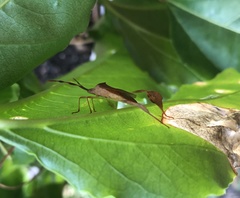 Chondrocera laticornis