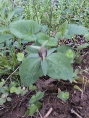 Trillium viridescens
