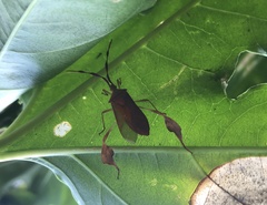 Chondrocera laticornis
