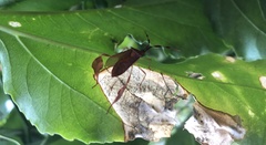 Chondrocera laticornis