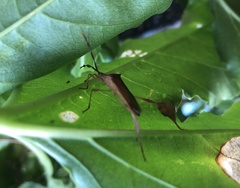 Chondrocera laticornis