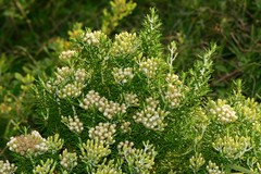 Ozothamnus turbinatus