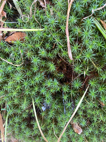 juniper haircap moss