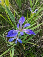 Iris hexagona