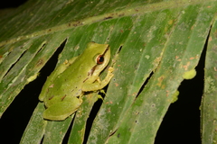 Pristimantis omeviridis