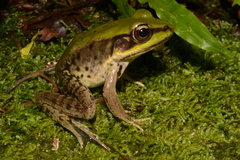 Lithobates palmipes