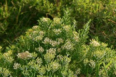 Ozothamnus turbinatus