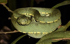 Bothrops bilineatus