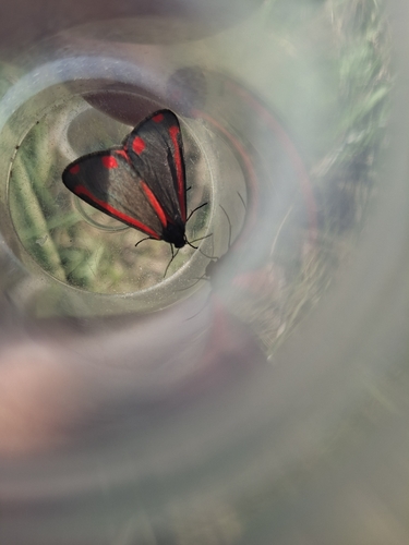 Cinnabar moth
