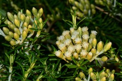 Ozothamnus turbinatus