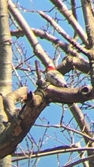 Melanerpes carolinus