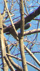 Melanerpes carolinus