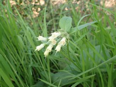 Symphytum bulbosum