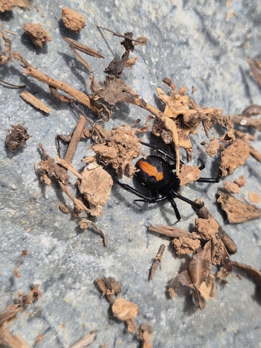 Redback Spider
