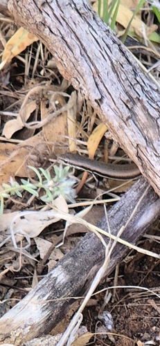 Southeastern Morethia Skink