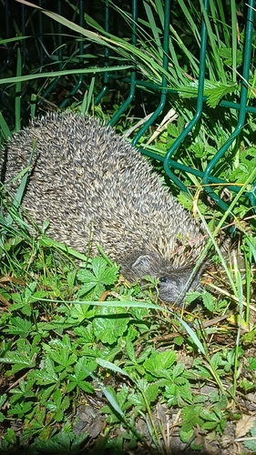 Northern White-breasted Hedgehog