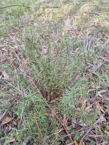 sticky everlasting