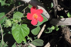 Hibiscus martianus