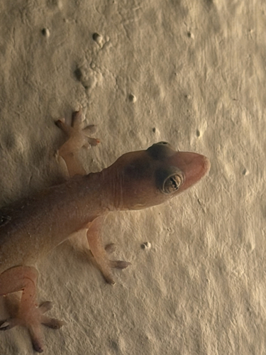 Asian House Gecko