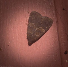 Hydrillodes dimissalis