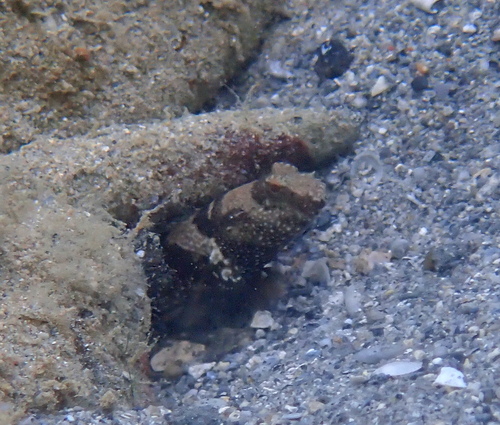 Cryptocentrus maudae observed 2026-05-29
