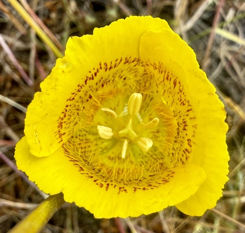 Yellow Mariposa Lily