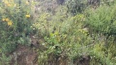 Tauschia arguta