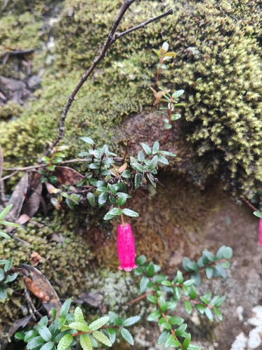 Prionotes cerinthoides observed 2026-05-29