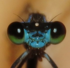 Acanthagrion trilobatum