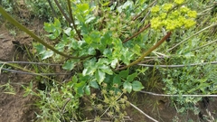 Tauschia arguta